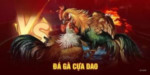 Đá gà cựa dao